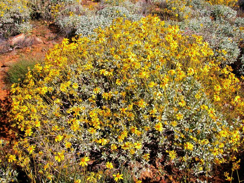 Encelia farinosa seed